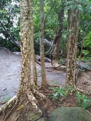 Lagerstroemia floribunda