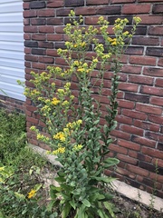 Solidago rigida