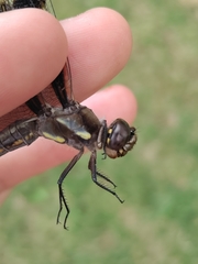 Libellula pulchella