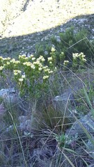 Leucadendron strobilinum