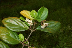 Viburnum taitoense