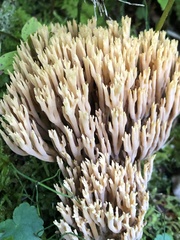 Ramaria stricta