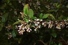 Viburnum taitoense