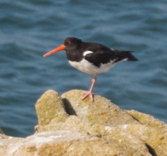 Haematopus ostralegus
