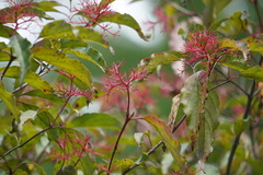 Cornus racemosa