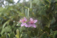 Rhodomyrtus tomentosa