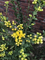Solidago rigida