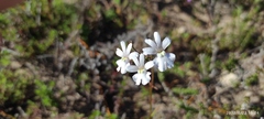 Nemesia affinis