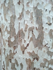 Lagerstroemia floribunda