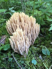 Ramaria stricta