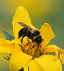 Bombus citrinus
