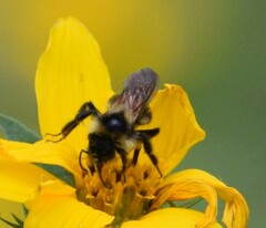 Bombus citrinus