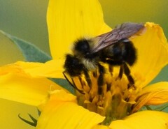 Bombus citrinus