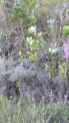 Protea speciosa