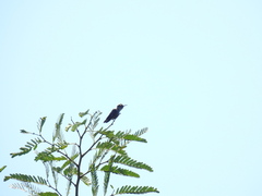 Mellisuga minima