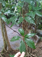 Lagerstroemia floribunda