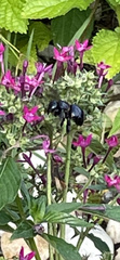 Xylocopa micans