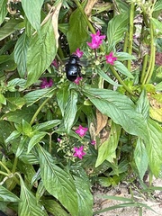 Xylocopa micans