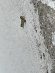 Phryganidia californica