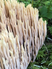 Ramaria stricta