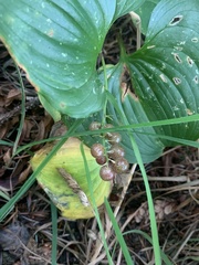 Maianthemum dilatatum
