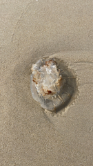 Rhizostomatoidea