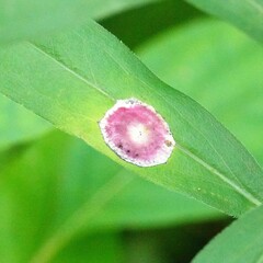 Asteromyia carbonifera