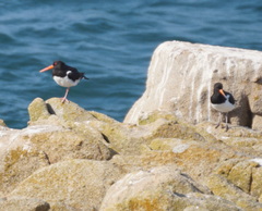Haematopus ostralegus