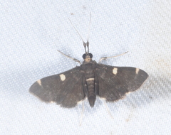 Piletocera aegimiusalis
