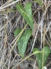 Smilax aspera