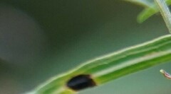 Asteromyia euthamiae