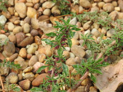 Amaranthus blitoides