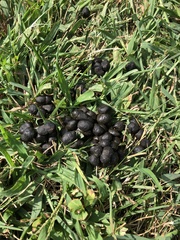 Odocoileus virginianus