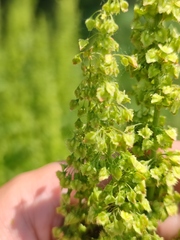 Rumex stenophyllus
