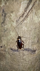 Periplaneta australasiae