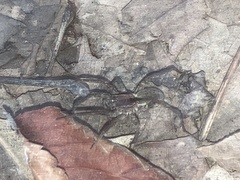 Tigrosa helluo