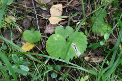 Viola uniflora