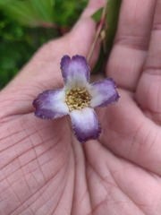 Clematis crispa