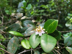 Mouriri helleri