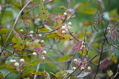 Cornus racemosa
