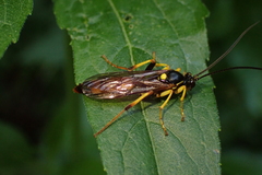 Ichneumonina