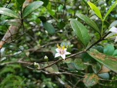 Mouriri helleri