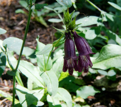 Penstemon whippleanus