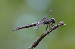 Libellula