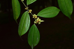 Lindera aggregata