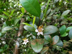 Mouriri helleri