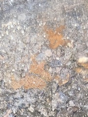 Trentepohlia aurea