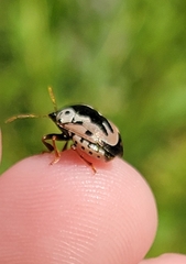 Calligrapha confluens