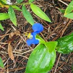 Commelina communis