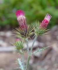 Cirsium arizonicum